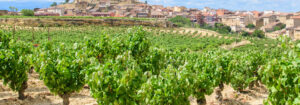Rioja, vineyard