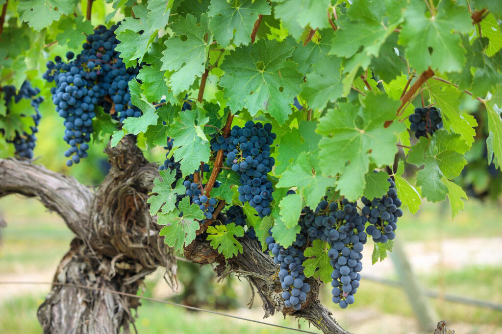 Rioja grapes